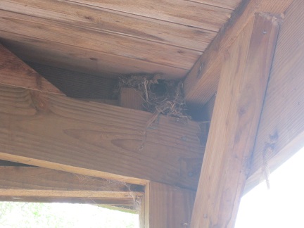 birds nest 0021